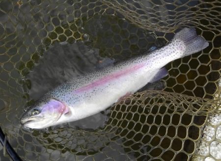 大安トラウトレイク 釣果